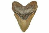 Fossil Megalodon Tooth - North Carolina #328430-1